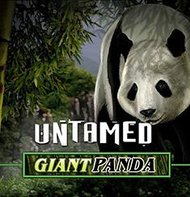 Untamed Giant Panda